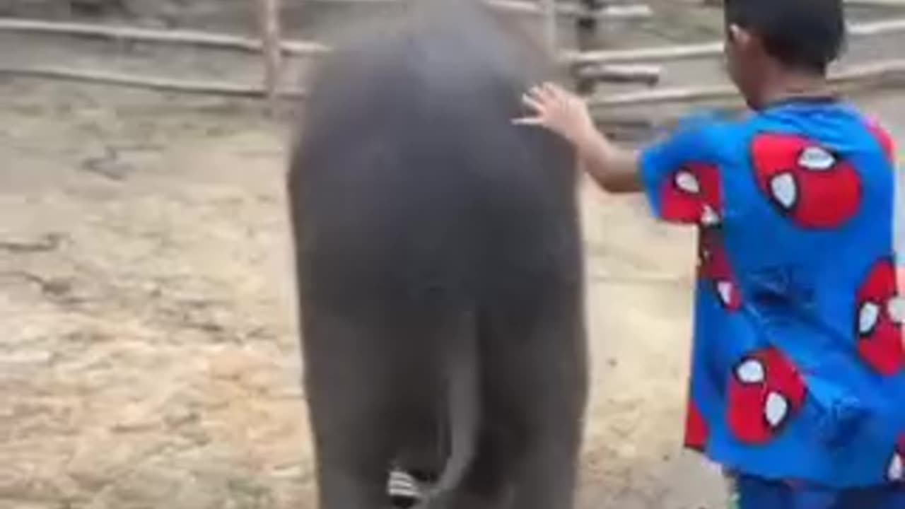 Funny videos of elephants 🤣