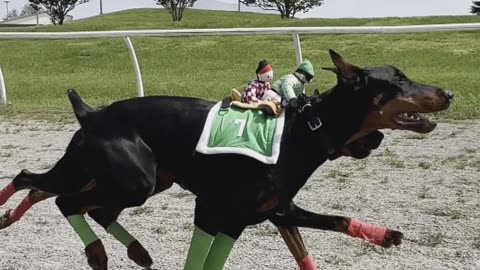 Doberman KY Derby 2025