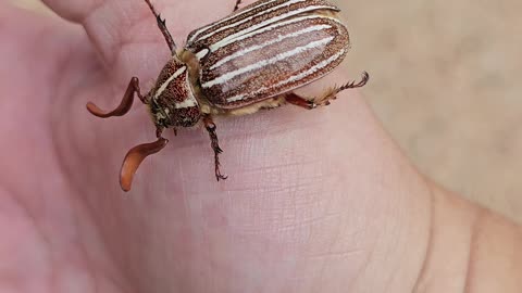 Ten lined June bug