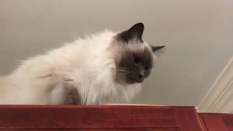 Balinese cat voice