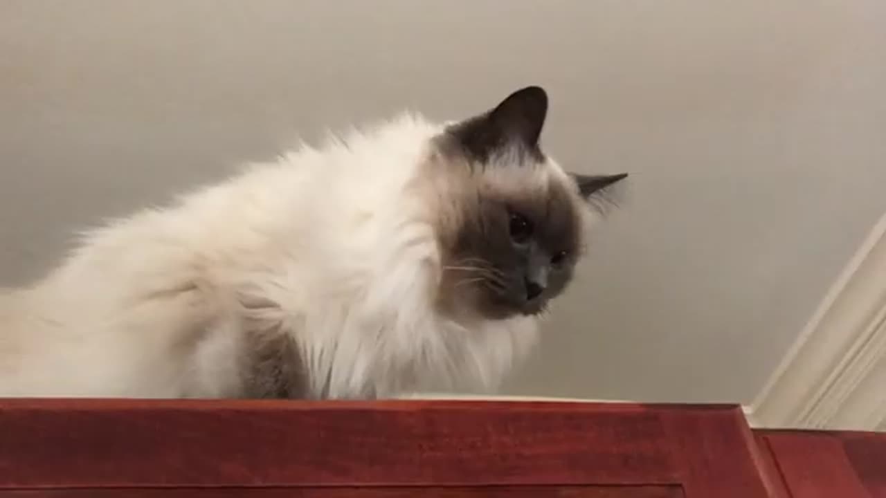 Balinese cat voice