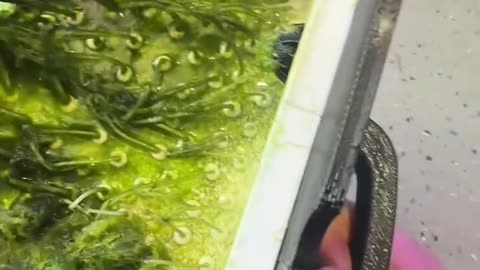 DROP-10 growth