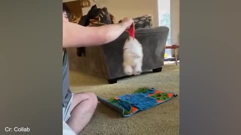 FUNNY ANIMALS part1