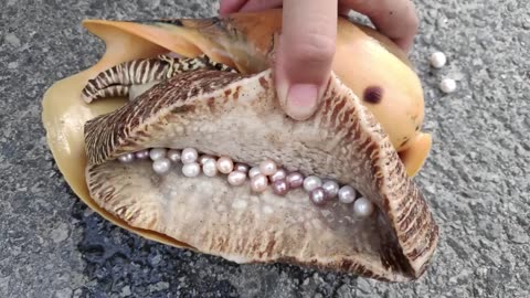 Open the clam, the pearl clam, this conch is bigger than the head, there are many pearls inside