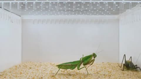 Praying mantis vs giant killer grasshopper