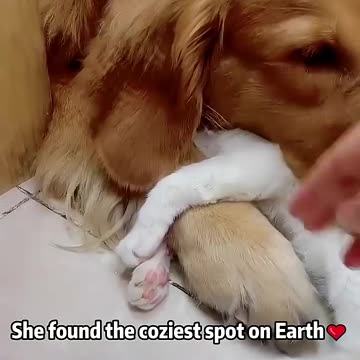 When a dog pet a cat | True animal friendship!