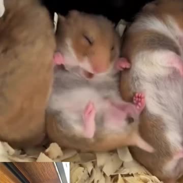 Is it eating its poo? Why?