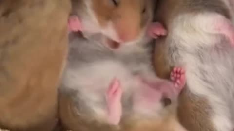 Is it eating its poo? Why?