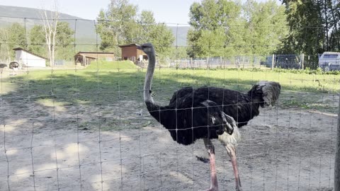 Universal Ostrich Farm in British Columbia! The Fight Continues!