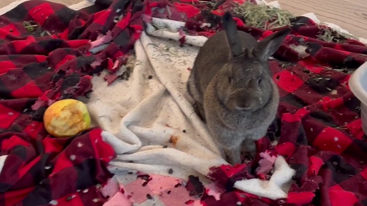 😂🐶 Derp Eats Her Bed | FunFM