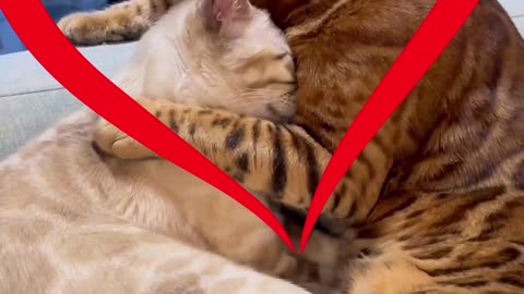Cat Couple Moments"