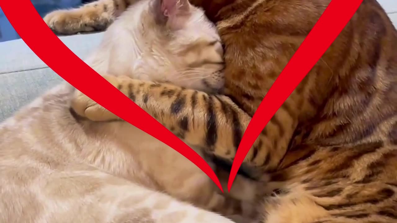 Cat Couple Moments"