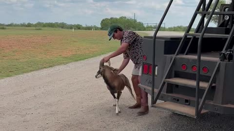 Ram Headbutts Ranch Worker