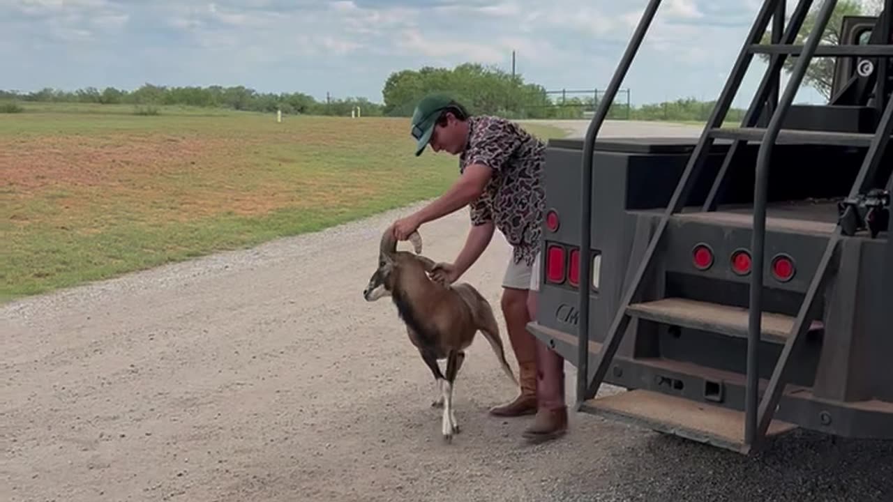 Ram Headbutts Ranch Worker