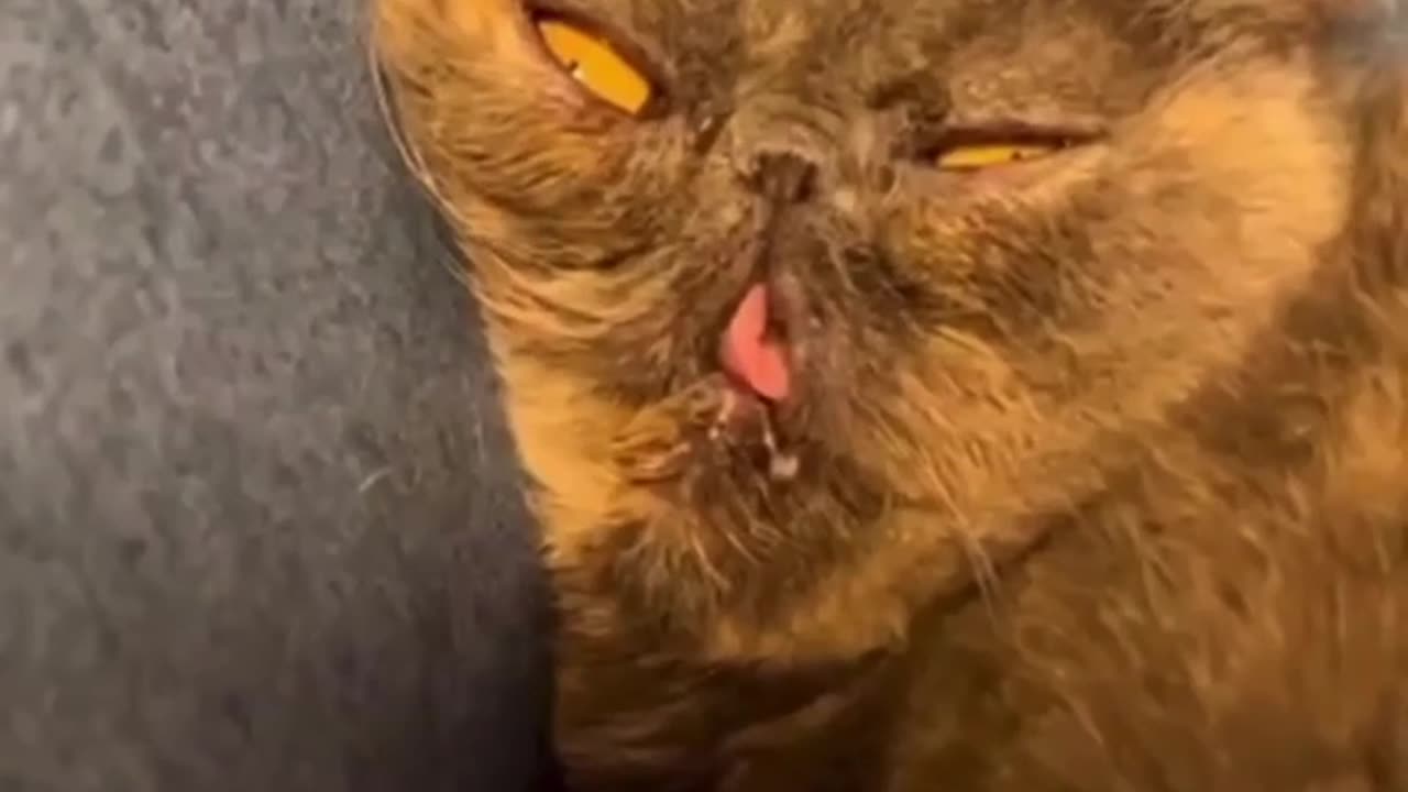 Funny cat meme