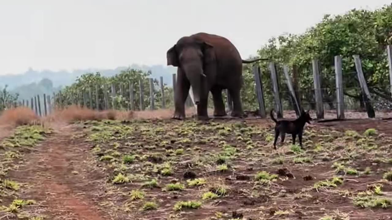 "Elephant Goes Wild – Breaks Fencing and Chases People!" 🐘💨👀#shorts