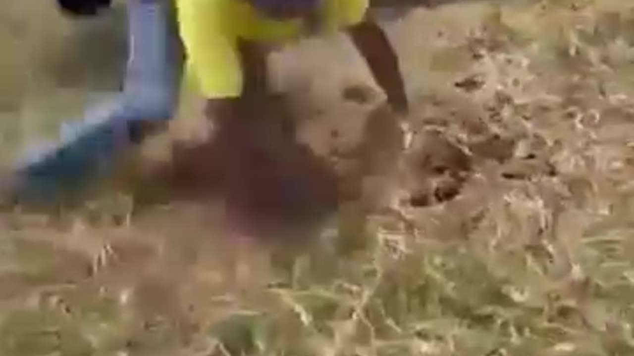 Animal and birds attack video