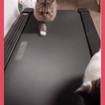 The Most Dramatic Cat on the Internet"