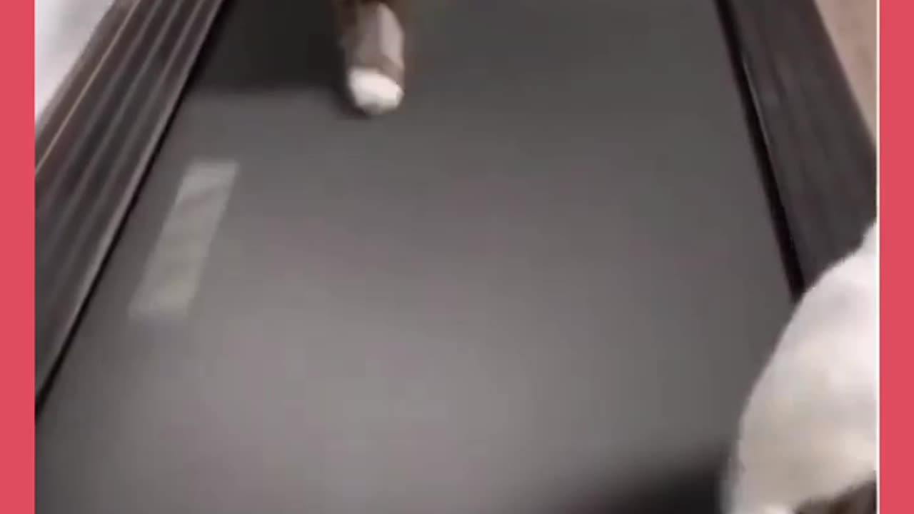 The Most Dramatic Cat on the Internet"