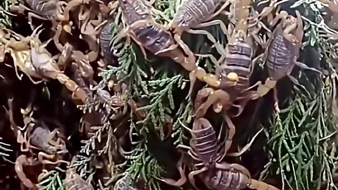 5 Weirdest Animal Farms That Actually Exist