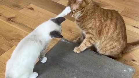Watch this video to help more homeless cats..helping doesn't always mean giving money❤️‍🩹💝