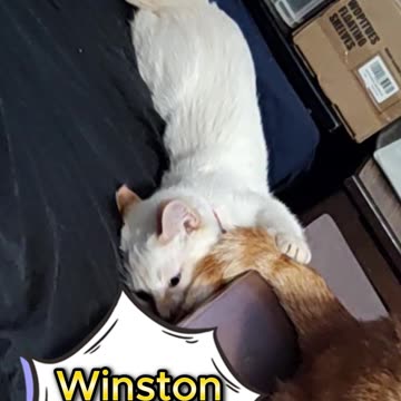 Winston and Jake #cats #cute #pets #play #catshorts #catsplaying #sweet