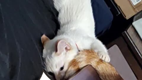 Winston and Jake #cats #cute #pets #play #catshorts #catsplaying #sweet