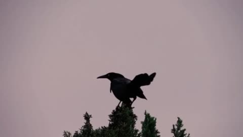 "The Intelligent and Mysterious Crow"
