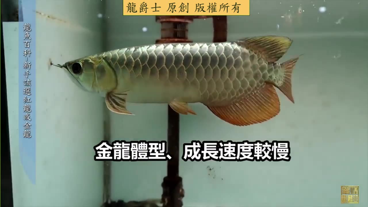 【龍爵士】龍魚百科 新手該選紅龍或金龍