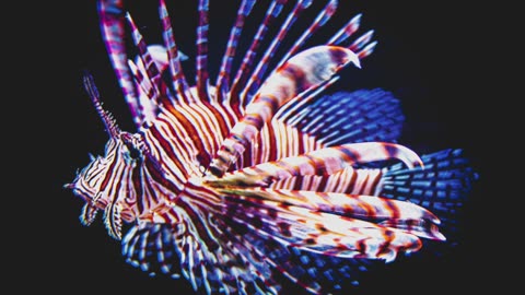 Underwater World