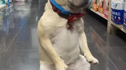 Happy dog #dog #funny #happy #happy dog #dogsoftiktok #animals