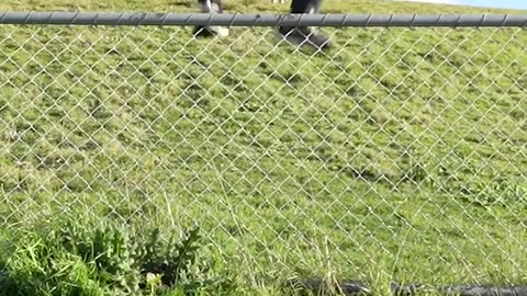 How Animals Get Over a Fence (With Emojis) 😂