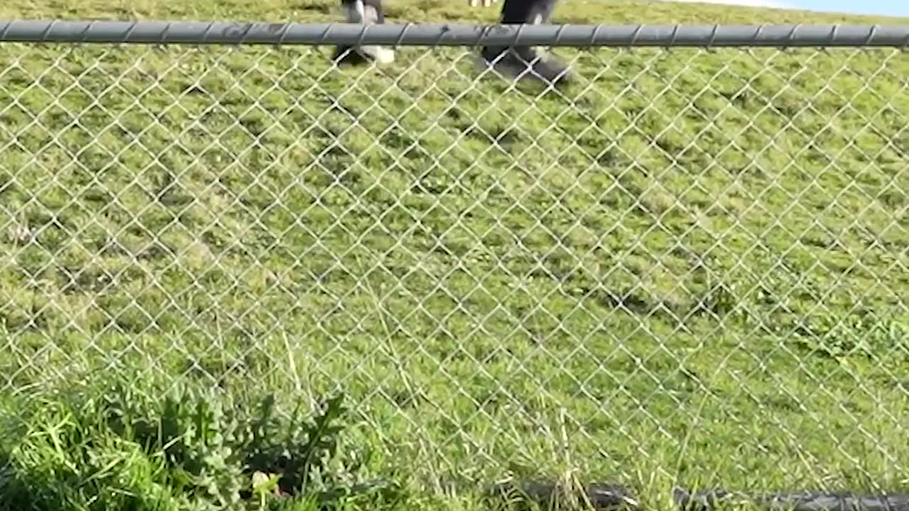 How Animals Get Over a Fence (With Emojis) 😂