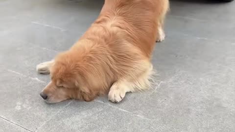 Littels Dog's Comedy Videos 🤣 so cute videos 😍 funny videos 🤣 so cute picture 🖼️