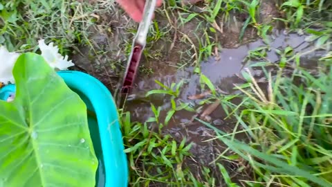 Catch beautiful aquarium fish in small pond baby turtles, eel, koi, pencil fish, nrmo fish.