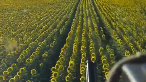 🚁🌻 Ukraine Russia War | Ukrainian Air Force Helicopter Patrols Over Sunflower Fields | RCF