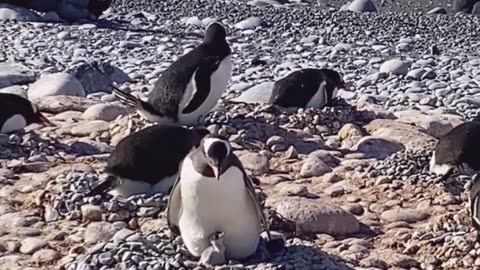 Penguin Feeding Newborn Baby | Natural Sounds