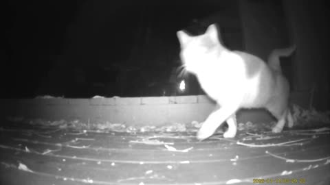 Wildlife Filmed By Haza PR800 Wild Camera, Levagood Area, Dearborn, Michigan, January 9 to 14, 2026