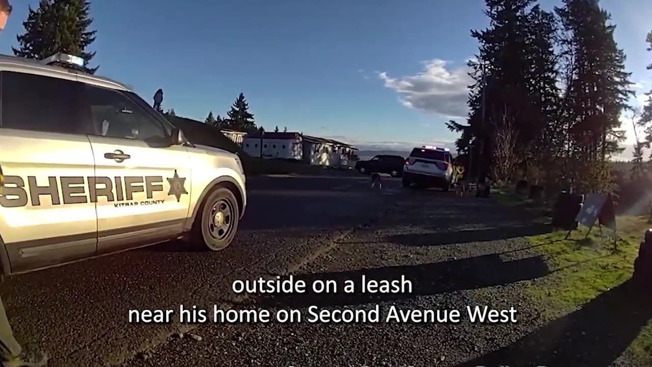 7 People Bitten by Dogs on the Loose, 6 Transported to Hospital