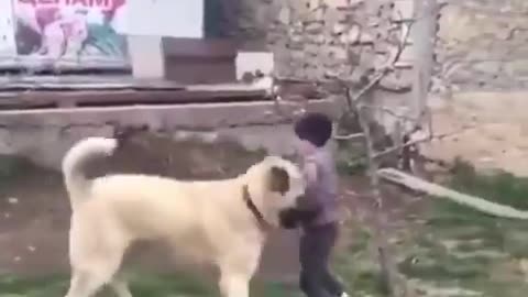 the kangal plays with the child without harming him. 🐶😅