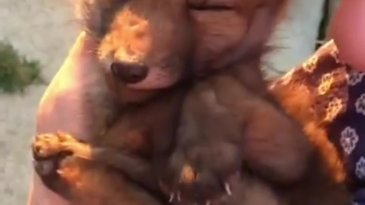 found a baby fox