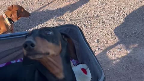 Paralyzed Dachshund Enjoys Sunny Stroller Ride
