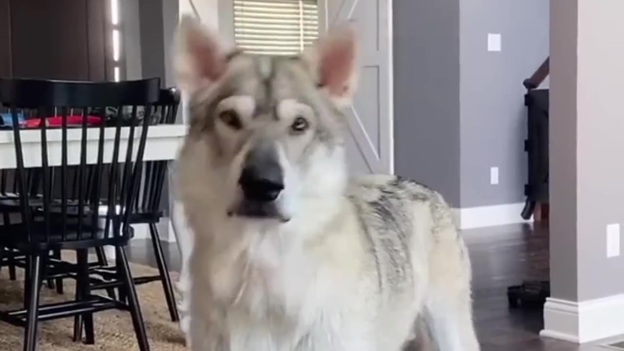 These dogs could be wolves