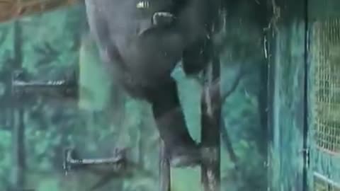 Funny videos of chimpanzee