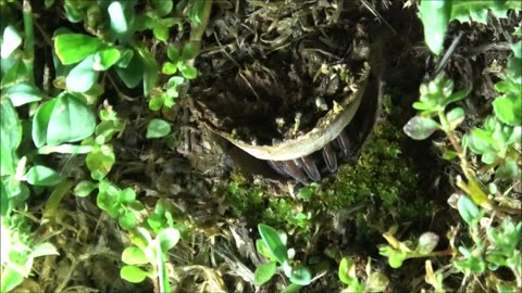 Trapdoor Spider Lunges At Those Fast Yellow Bugs