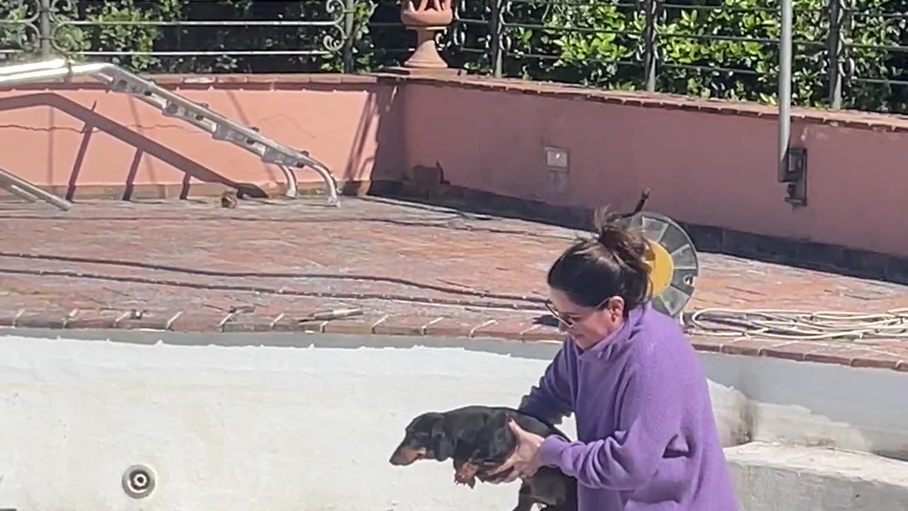 Pup Prepares To Swim In Empty Pool