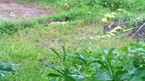 Dangerous Dogs Attack To Cat