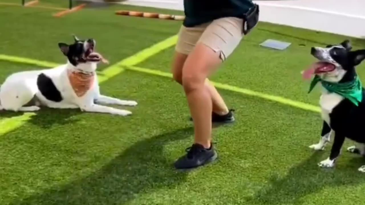 Crazy Cats & Dogs | Funniest Animal Clips πΆπ