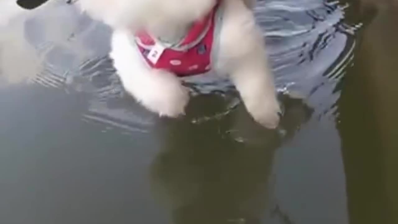 this dog thinks he’s swimming 😂