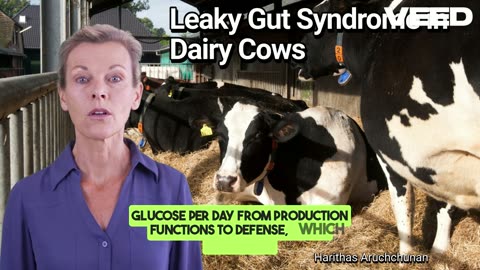 Stop Leaky Gut in Dairy Cows:Save Milk & Money